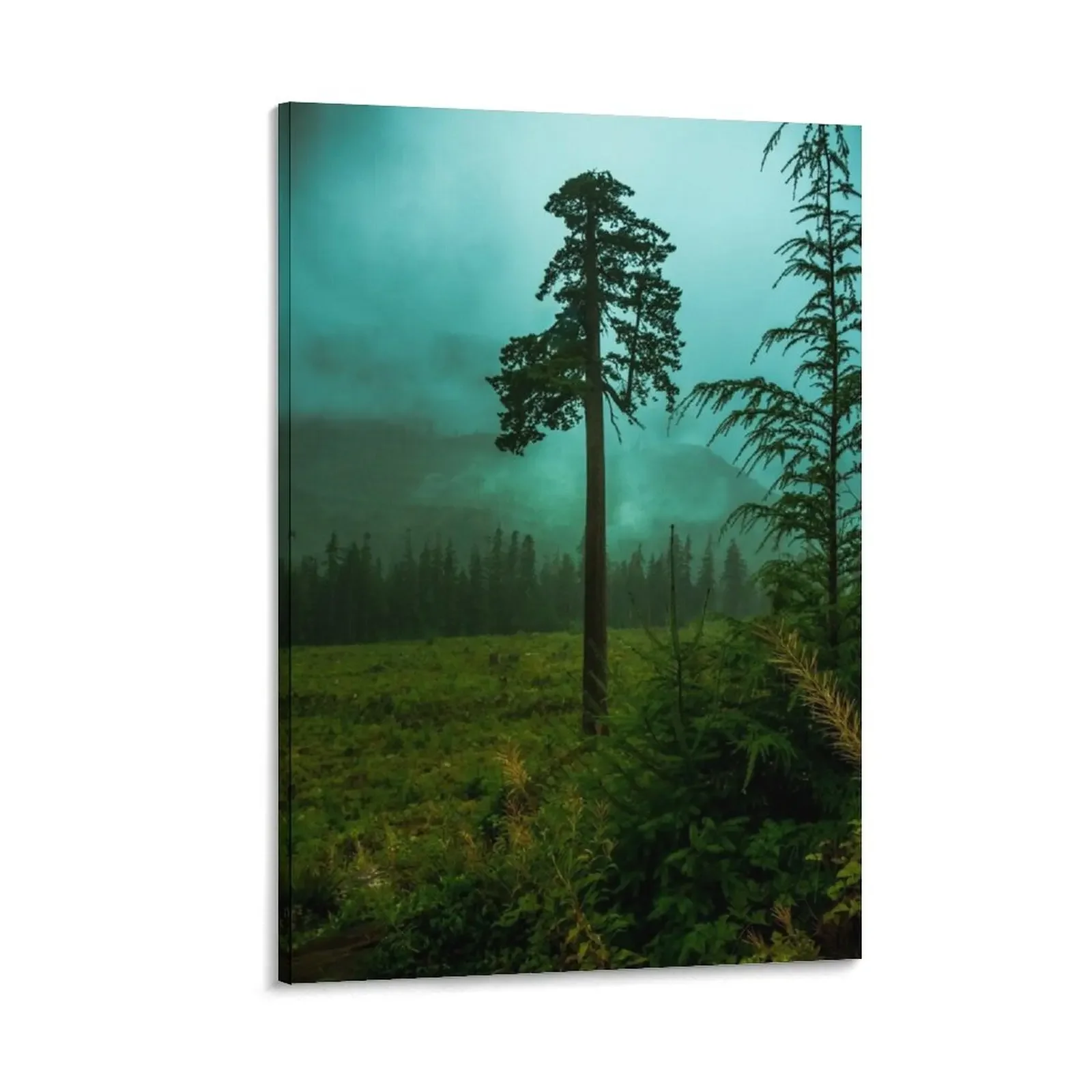 Big Lonely Doug Vancouver Island BC Port Renfrew Canada Canvas Painting wall art anime posters