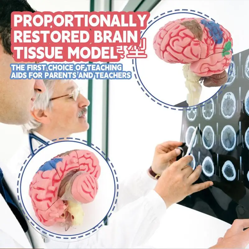 Brain Model For Psychology Teaching Med Model Anatomical Model With Display Base DIY Teaching Anatomy Model Artery Brain Identif