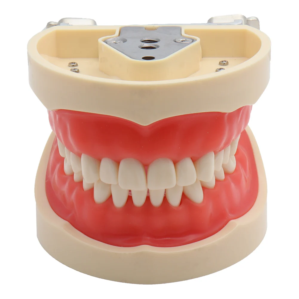 Dental Model Teeth Model Fit Nissin Dental Teaching Tooth Model Standard with 32pcs Teeth Gingiva Demonstration