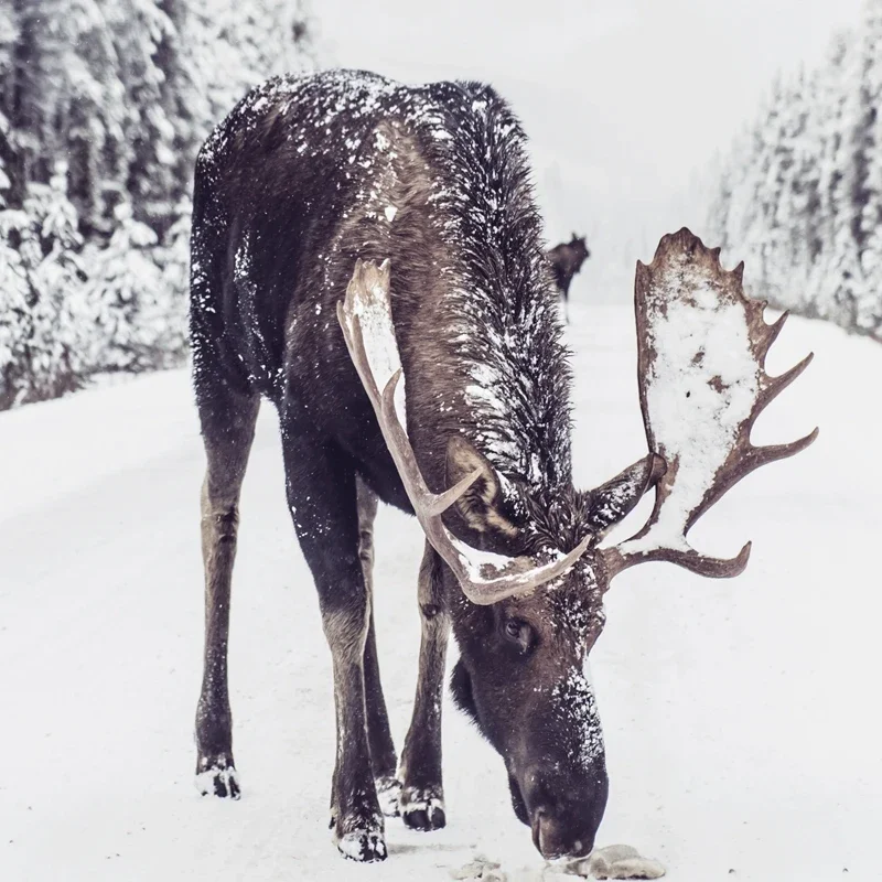 Moose in Snow Print Winter Snowy Poster Art Canvas Painting Picture Rustic Christmas Decor for Living Room Home Wall Decoration
