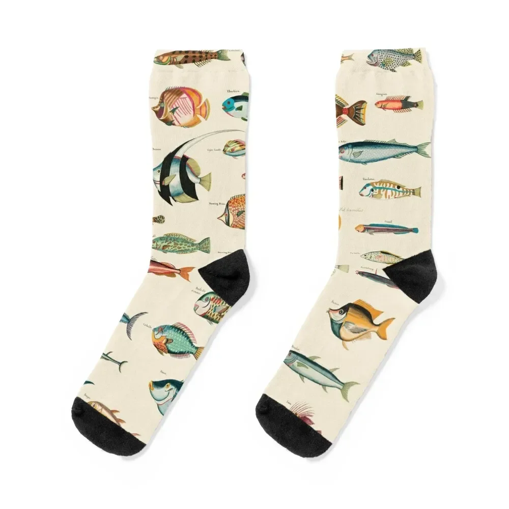 Best Dad Gift! Vintage 1700's Fish Illustrations Socks Sports New year's basketball Socks Women's Men's