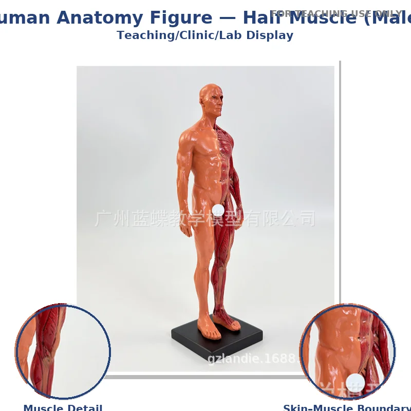 30cm Male Female Resin Human Anatomy Muscle Skeleton Model For  Surgical Teaching Medical Supplies And Art