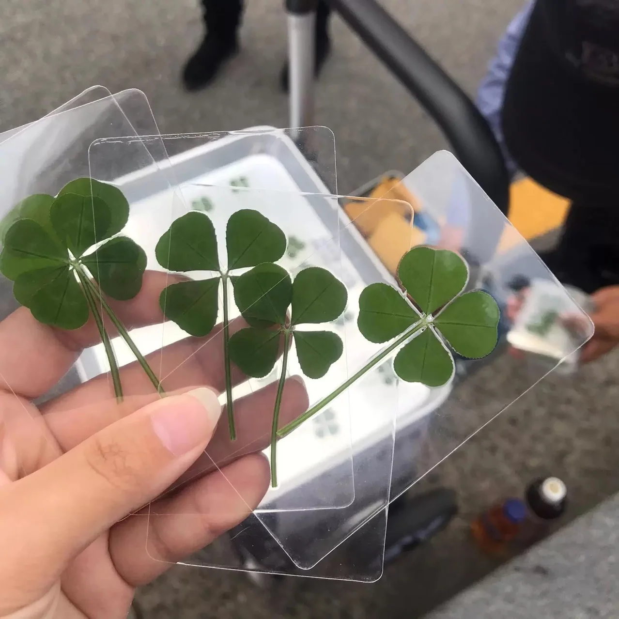 5/10Pcs Clover Bookmark Transparent Wish Card with Lucky Printing Postcard Design for Book Lovers Reading Journal Planner Decor