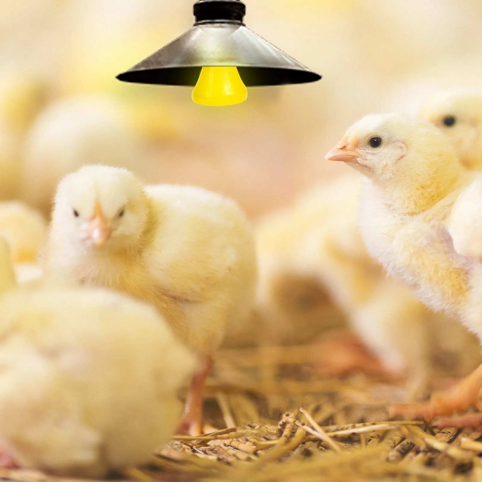 Ceramic Heat Lamp Flat Face Design Efficient Reptile Heating Lamp Bulb E27 Base Reptile Supplies Bulb
