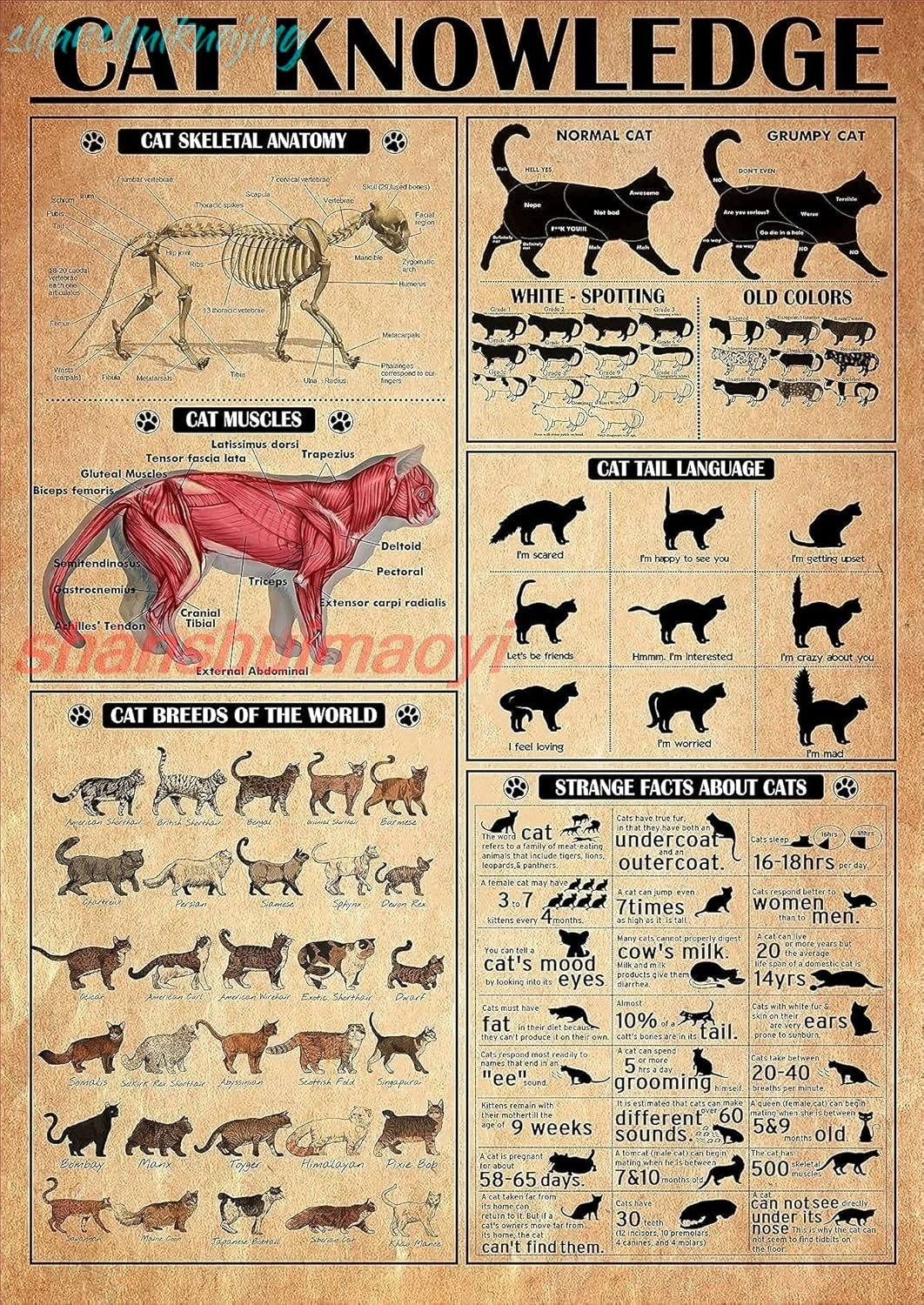 Pzecaru – affiche de connaissance de chat en métal, signe en étain, anatomie squelette de chat, Muscles de chat, races du monde, informations sur les chats, chat Po FGDD