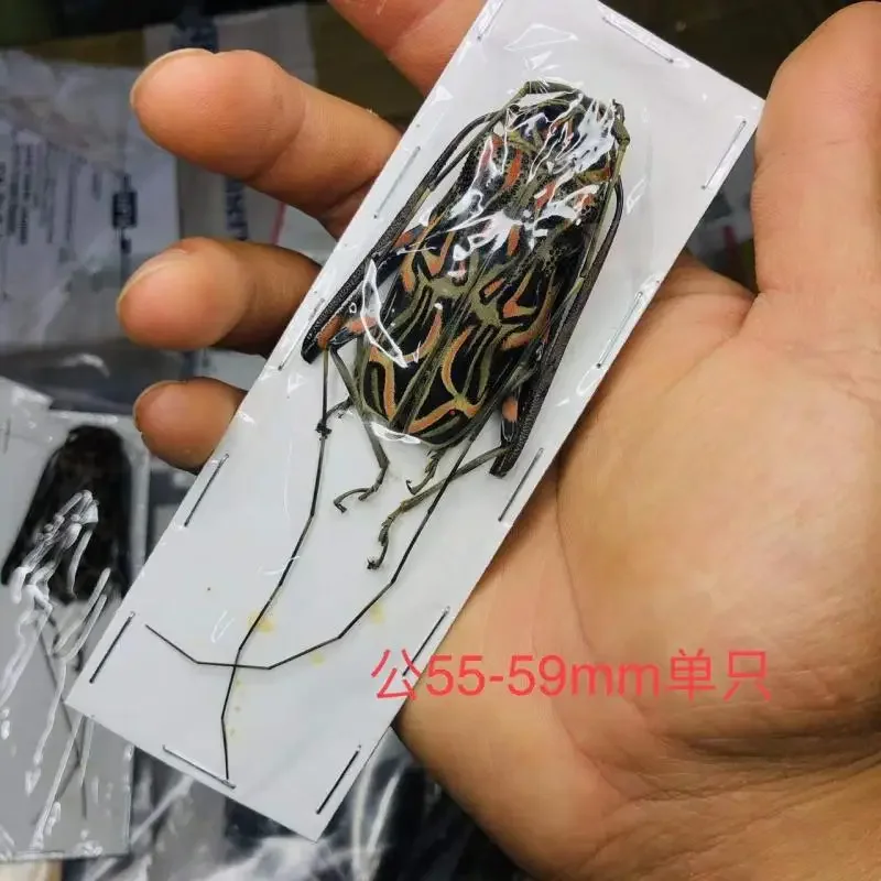 

Настоящая длинная рука, длиннохронный жук, образец Goliathus Albosignatus Kirkianus Beetle, коллекция фотографий с насекомыми, подарок, домашний декор