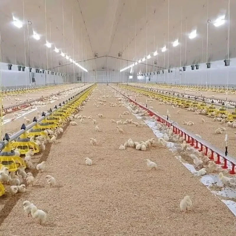 Poultry Automatic Feeding System for Broiler Farm Poultry Farming Equipment /Broiler Pan Feeder/poultry Feeding Line System