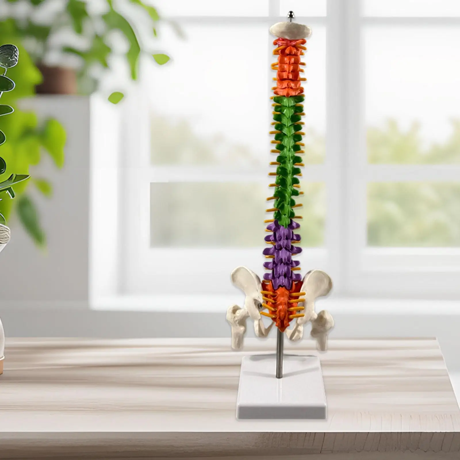

Human Spine with Pelvic Model Education Tool Vertebral Column Model for Demonstration Biology Class Science Study School Lab