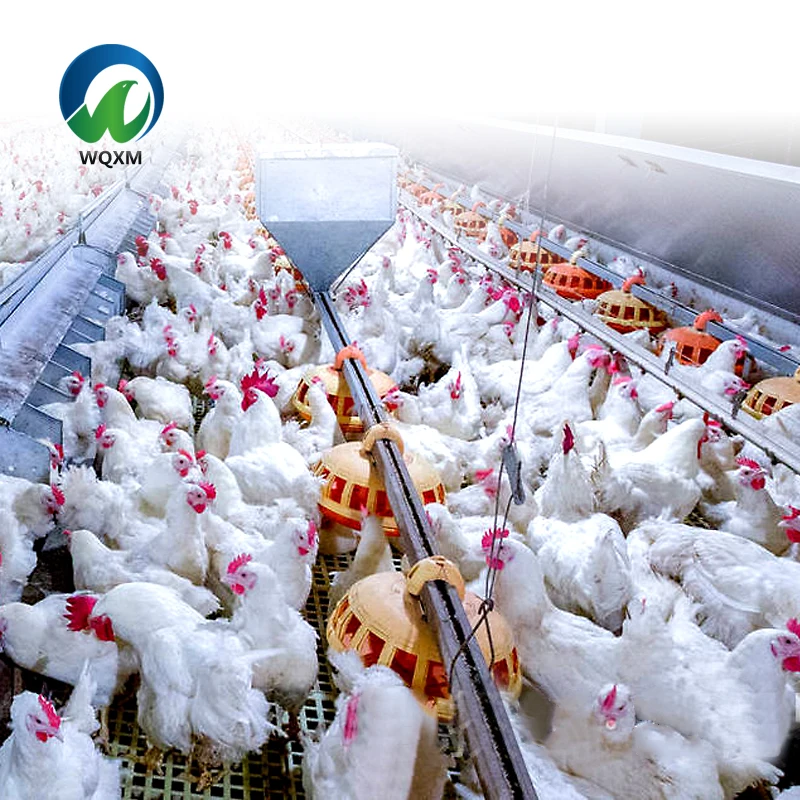 Custom Designed Automatic Chicken Feeder Line Poultry Broiler Feed Production Livestock Management Animal Husbandry Equipment