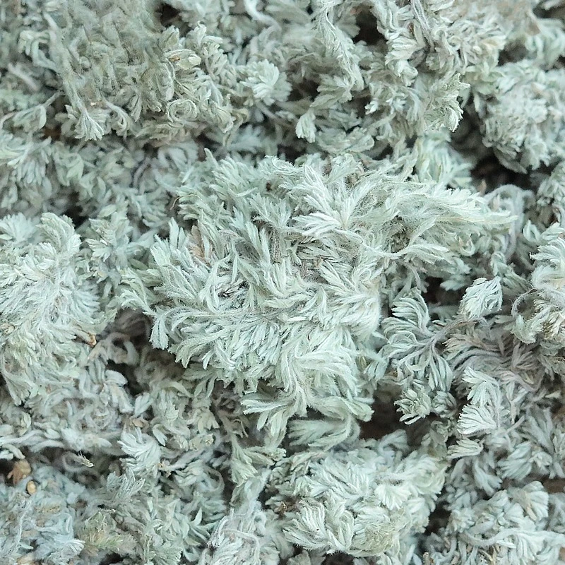 شاندونغ أرتميسيا كابيلاريس