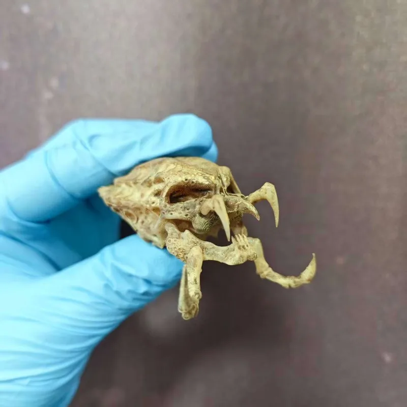 Crâne de sang en fer, échelle 1/6, accessoires de décoration de crâne de colonne cervicale, scène de soldat pour la maison, NECA, 1/12