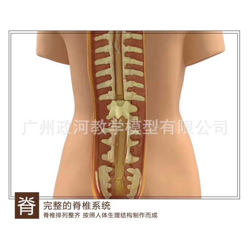 19parts 55cm Human Torso Model Assembled Medical Heart Lung Liver stomach Anatomy Body Bisexual Anatomical Science Educational