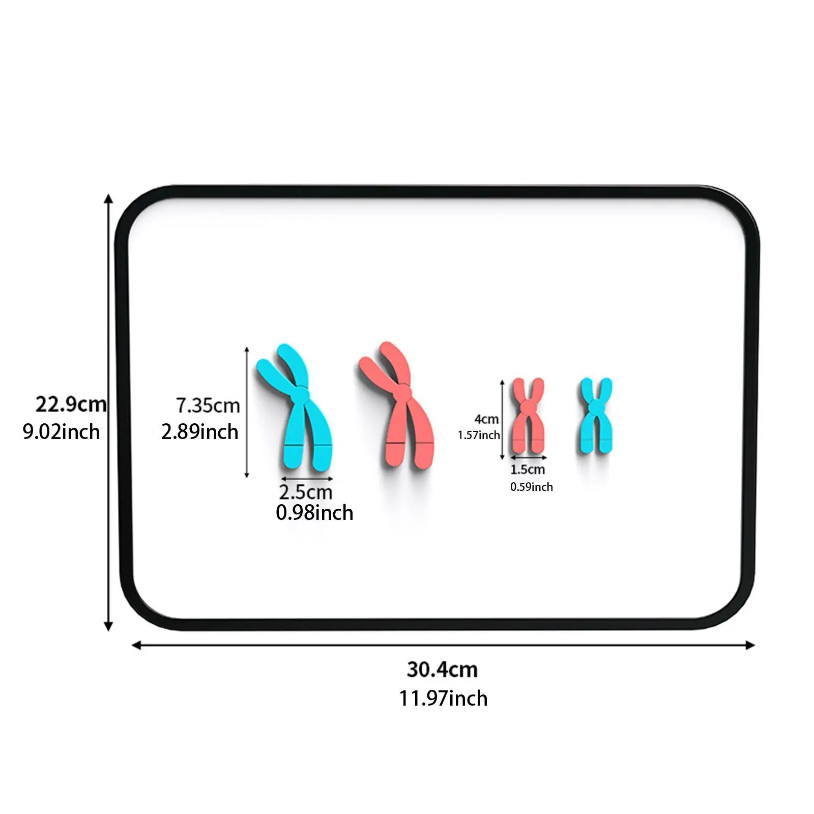 Chromosome Changes Model Biology Magnetic x Chromosome Model Meiosis Model Educational Learning Teaching Aids for Middle School