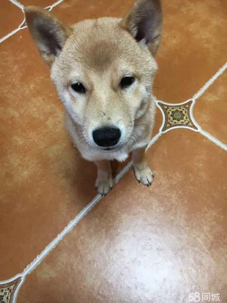 Damska moda streetwearowa, codzienne bluzy z kapturem, rozpinane sukienki, czarne bluzy z kieszeniami na zamek, bluzy z kapturem, wiosenna ciepła kurtka.