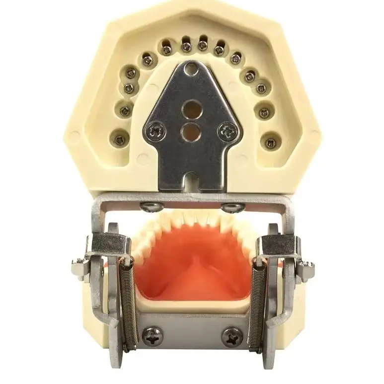 

Dental model Teeth model gum teeth Teaching Model Standard Dental Typodont Model Demonstration With Removable Tooth 200H