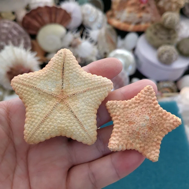 Natural Beach Conch Shell Five-finger Starfish Specimen Mediterranean Style Wedding Props Decorations 4-6cm