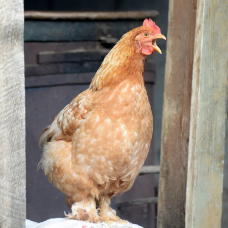 

SNT109 Go Kart Karting ATV UTV Track Electric Snowmobile Snowblower Rubber Tracks Car Accessories