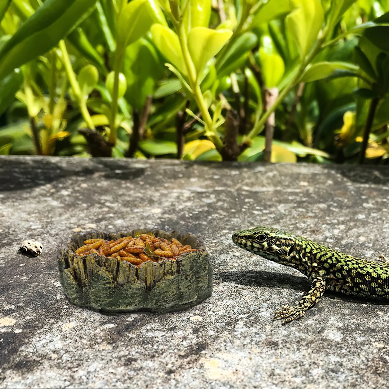

Reptile Feeding Bowl Wood Grain Water Dish Pet Food Tray for Bearded Dragon Snake Lizard Tortoise Terrarium Use