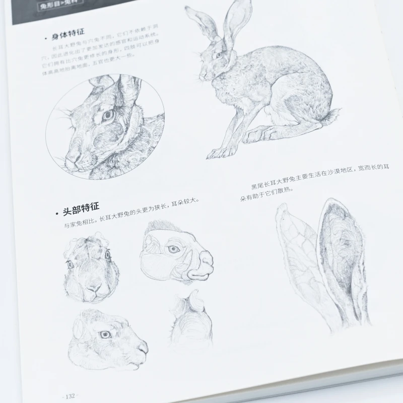 Animal Sketching Encyclopedia: 1000+ Gesture Drawing References
