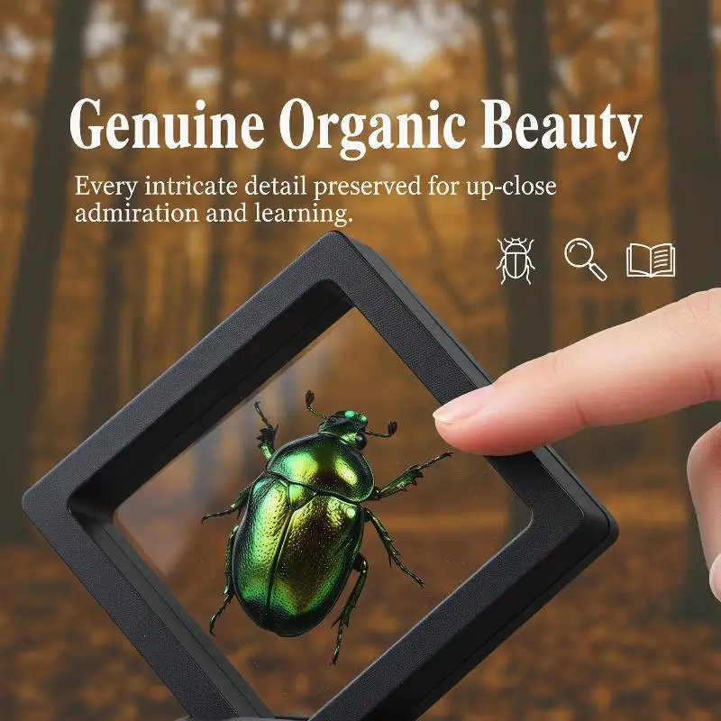 Taxidermy Real Insect Specimen 3D Floating Display Frame for Classroom Collector Scientific Gift
