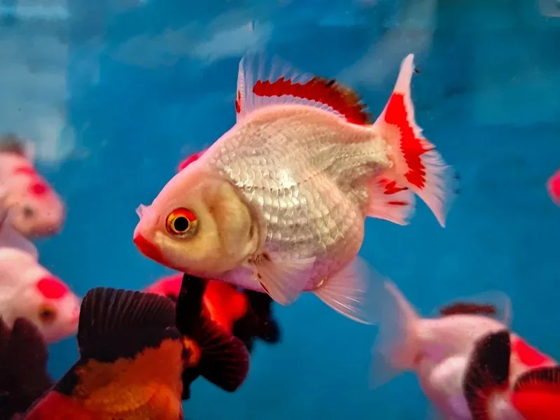 

Front and Rear Metal Axle Housing for 1/8 YK4081 4082 4083 Absima Sherpa RC Car Upgrade Spare Parts