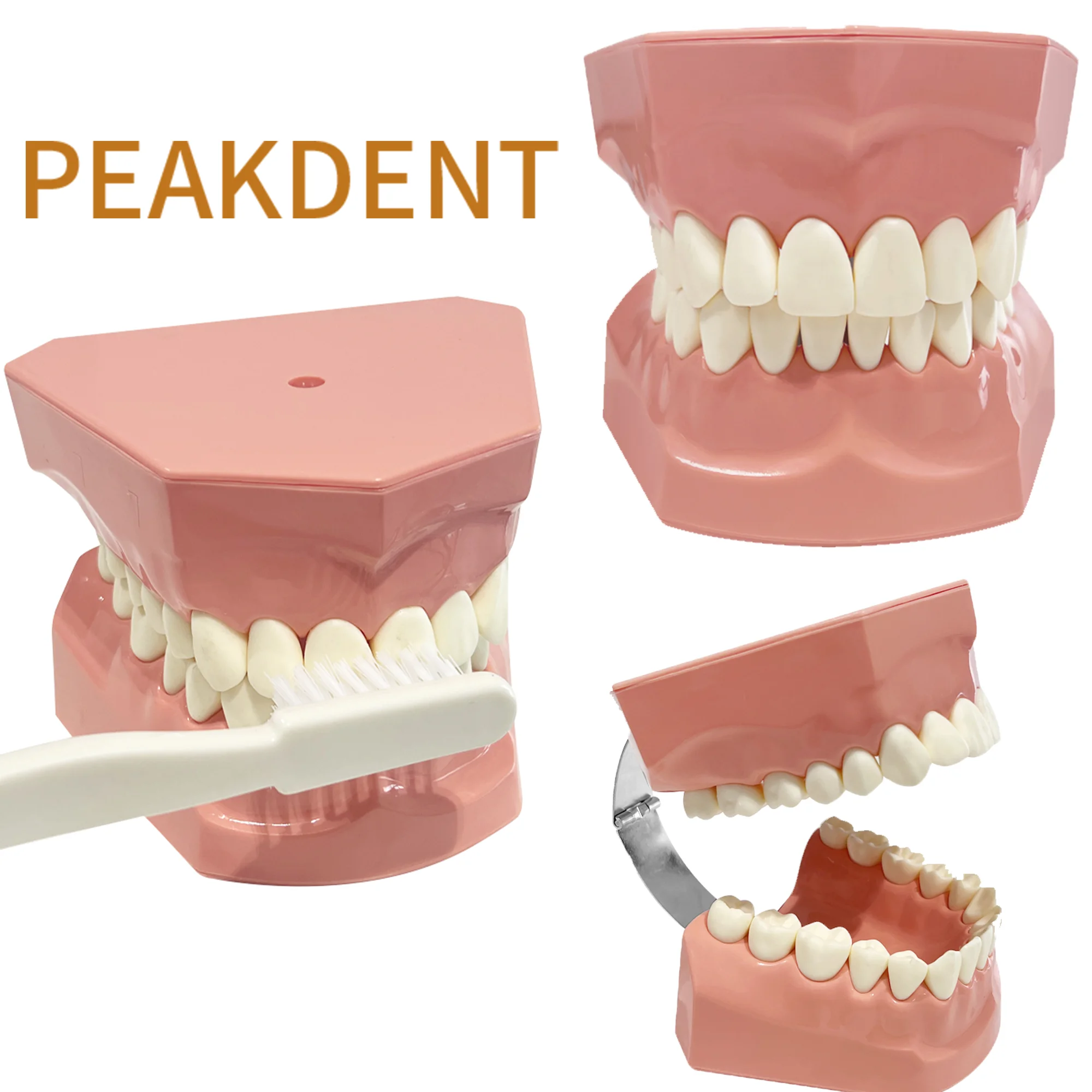 

Dental Teaching Model Standard Typoodnt Brushing Teeth Demonstration Model Adult for Study Demo Teaching Demonstration Models