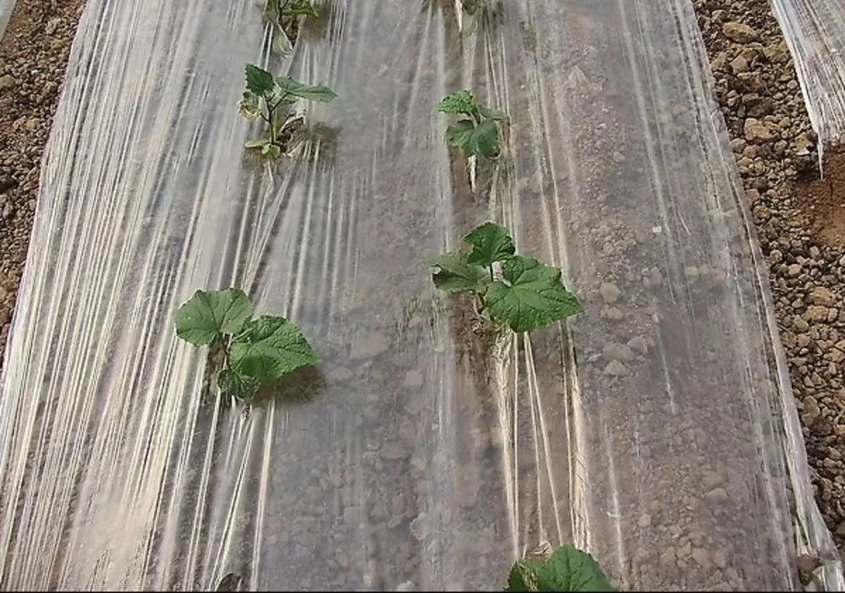 2025Agricultural PE Blow Molding Mulch Film Toughness Warm-Keeping Plastic for Effective Crop Coverage