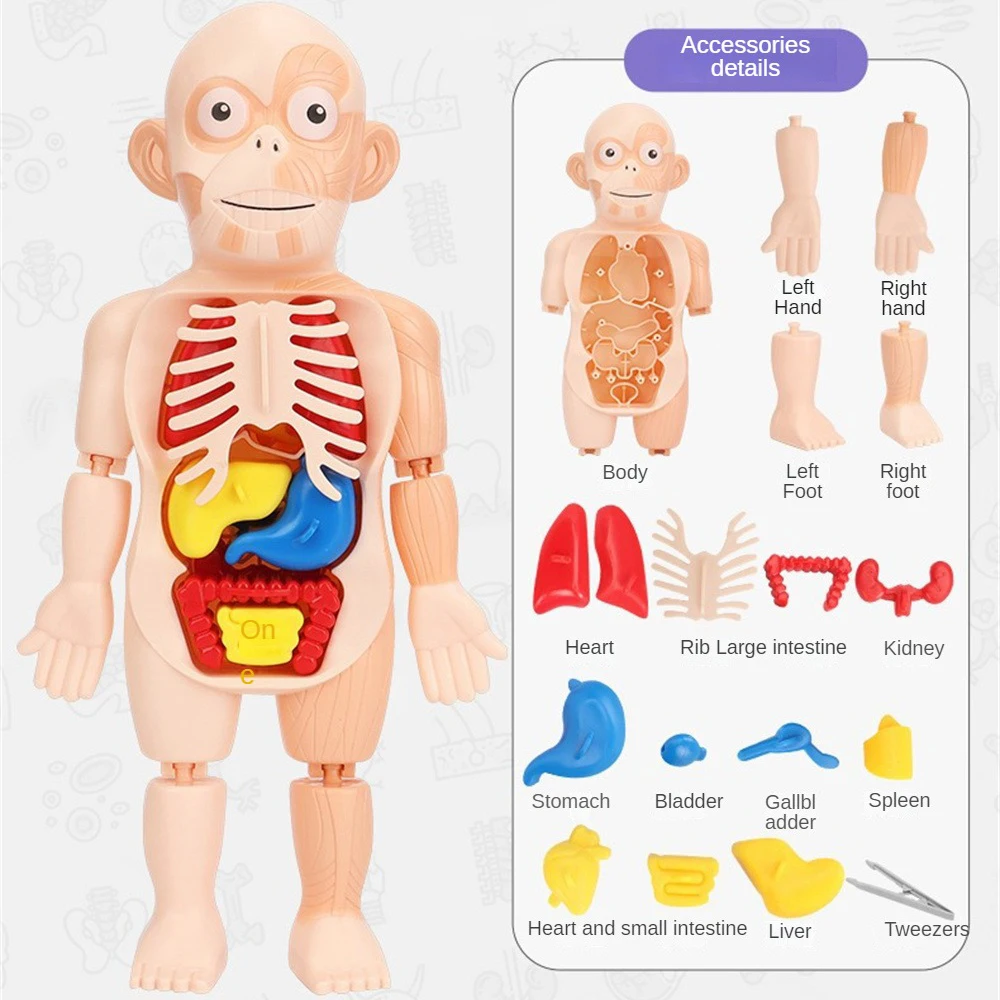 โมเดลประกอบร่างกายมนุษย์สำหรับเด็กโมเดลอนาโตมี่3D ของเล่นประกอบอวัยวะสำหรับการสอน