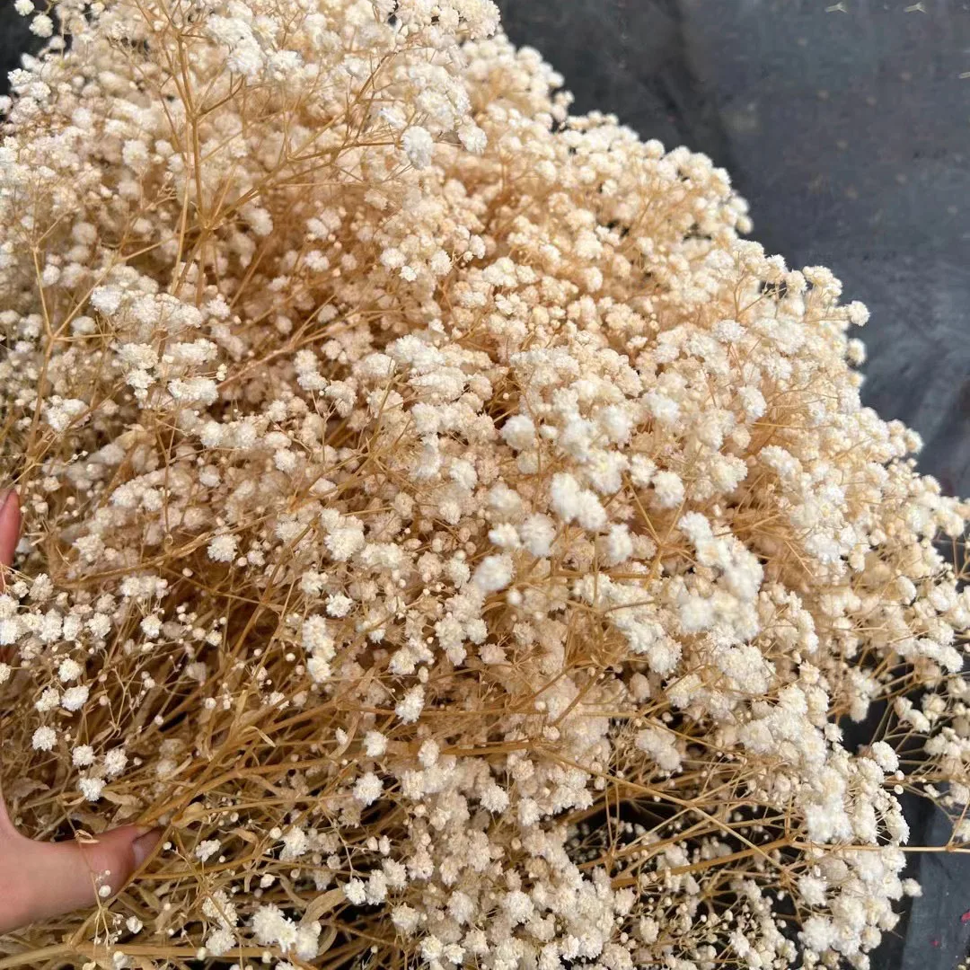 

Natural Preserved Gypsophila Flowers Eternal Babys Breath Dried Bouquets Valentine's Day Gift Wedding Boho Home Decor Paniculata