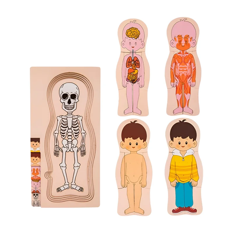 A04V Wooden Human Body Structure Puzzle Children's Multi-Layer Plane Puzzle Early Childhood Education Toys