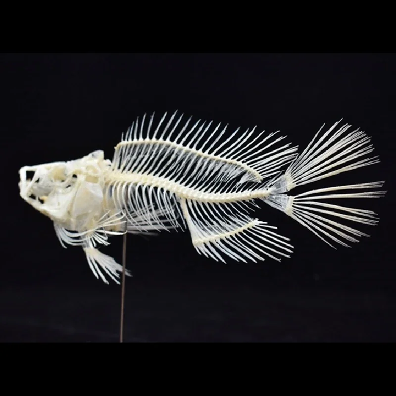 نموذج هيكل سمكة الجروبر 2043 ل - مراجعة Art And Craft Science وسعره