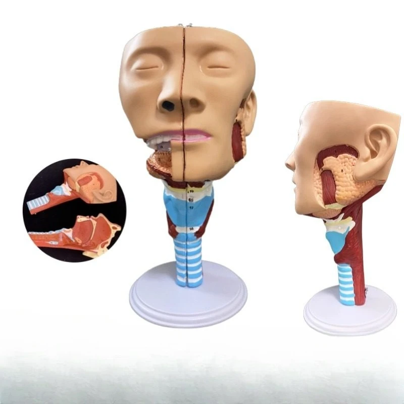 Medical teaching nose, mouth and throat cavity model head, neck and face anatomy model