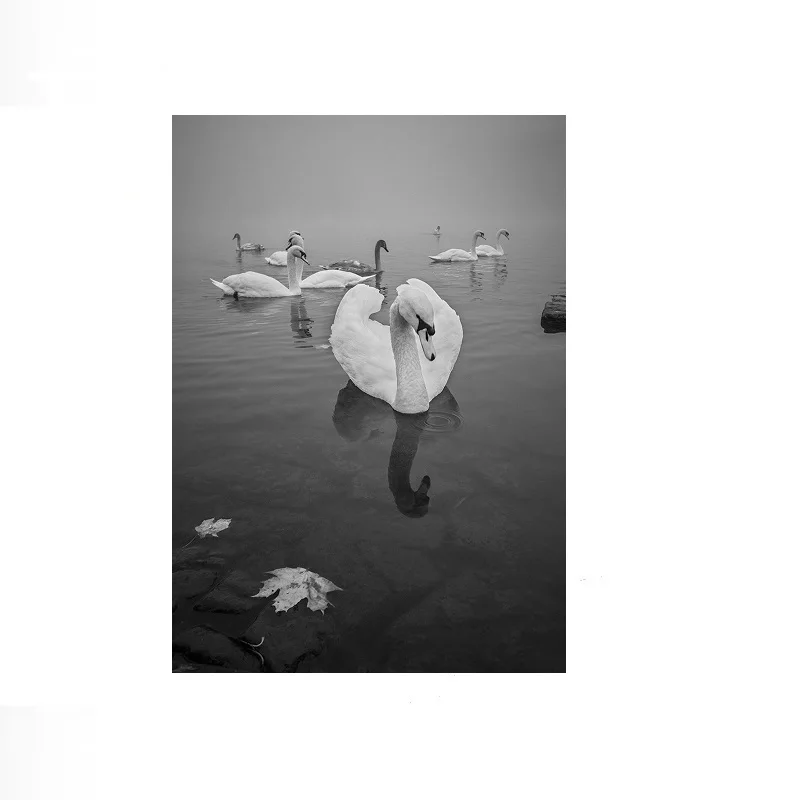 Peter Cech The beuty of swan, Print Art Canvas Poster, Living Room, Home Wall Decor Picture