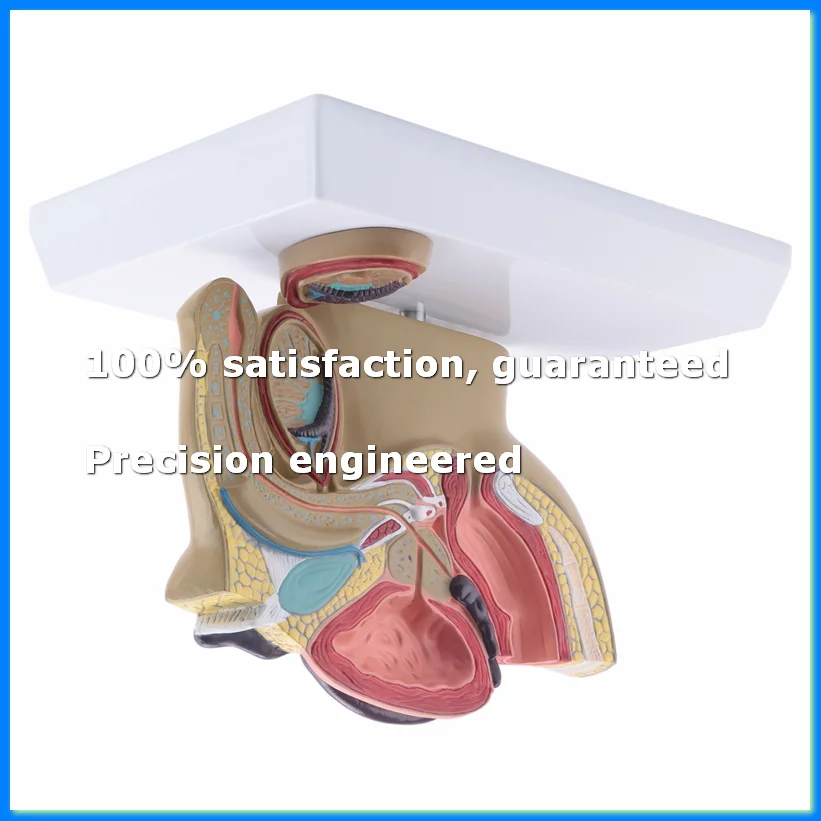 

1:2 Male Pelvic Sagittal Section Testicular Prostate Bladder Rectal Urinary System Model-A69M