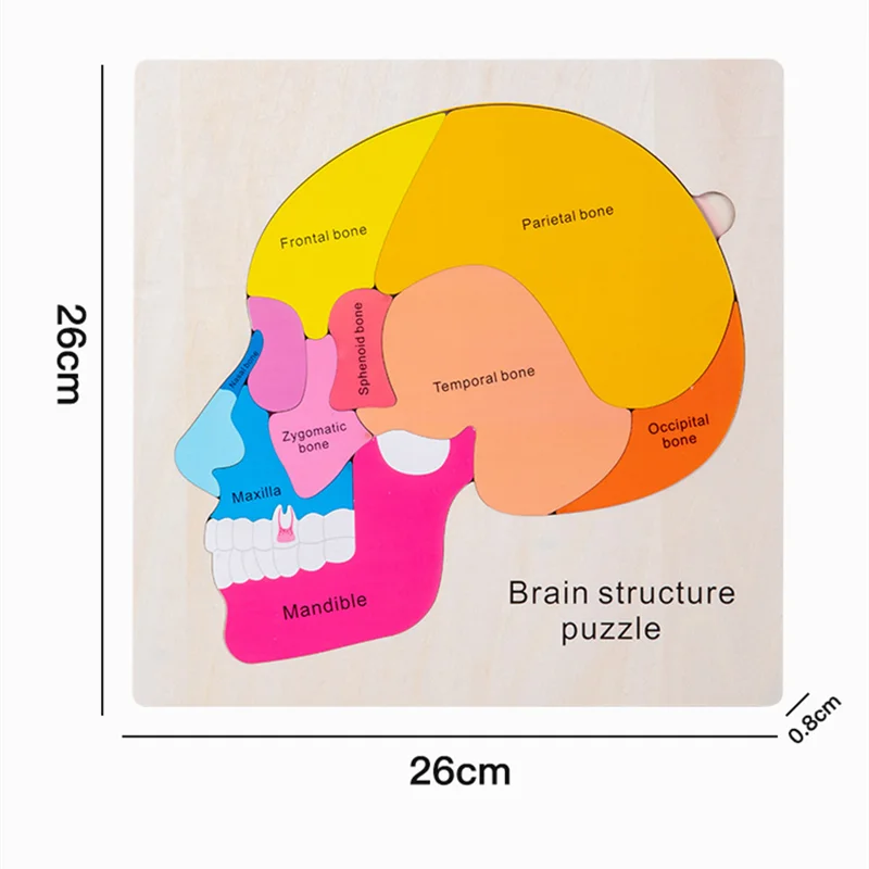 ตัวต่อไม้หลายชั้น ปริศนาโครงสร้างสมอง จิ๊กซอว์ วัสดุการเรียนรู้ชีววิทยาแบบมอนเตสซอรี่ ของเล่นเสริมพัฒนาการเด็กปฐมวัย เกมการศึกษา