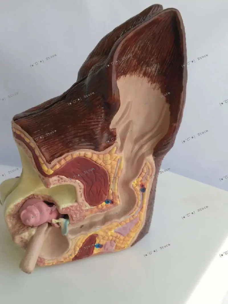 

dog ear health pathological anatomy model, animal canine model pet veterinary teaching aids, hot sale
