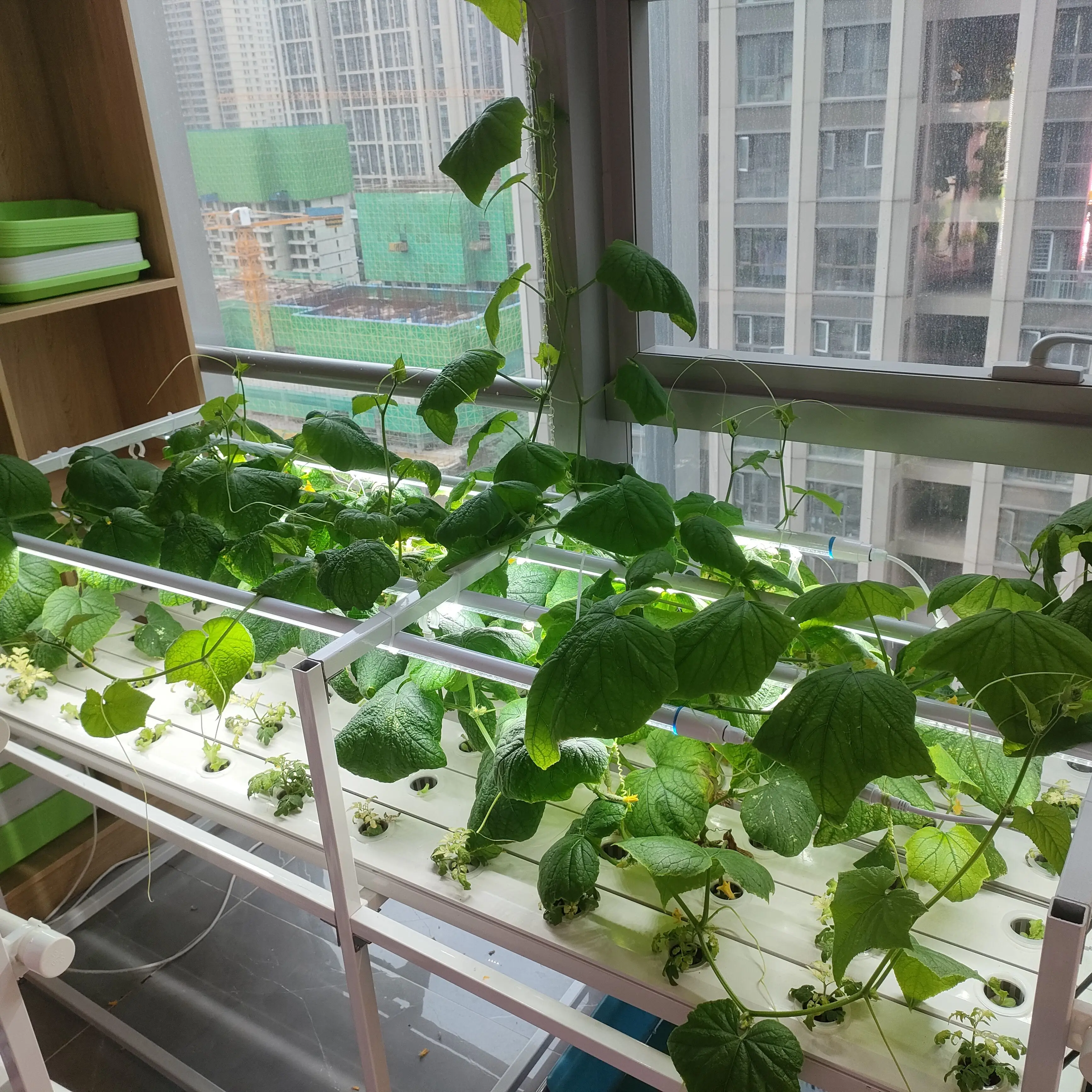 indoor farming system NFT hydroponics system for growing leafy greens and lettuce