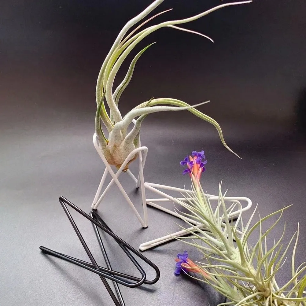 5Pcs Metal Air Plant Holder Desktop Airplant Display Stand Minimalist Iron Rack Tabletop Houseplant Container Home Office Decor