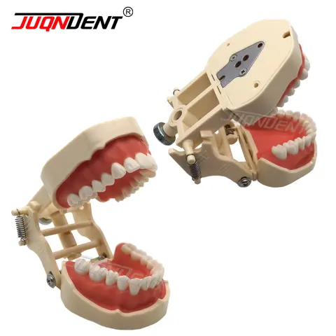 치과 교육 치아 모델 치과 훈련 모델 치과 예비 부품 Frasaco ANA-4 스타일 훈련 치과 학생 훈련