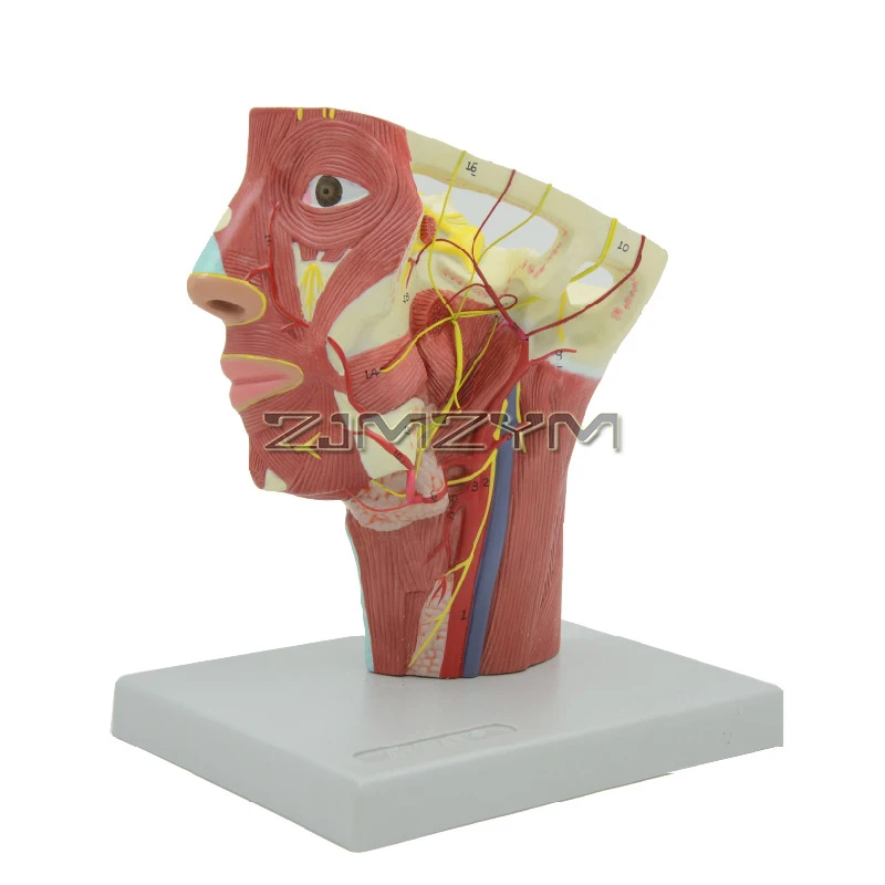 

Human Head Anatomy with Cerebral Artery Model Human Head Anatomical Model for Science Classroom Education Study Teaching Display