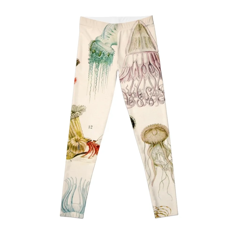 

Adolphe Millot - Mollusques 02 - French vintage zoology illustration Leggings Sports female flared Womens Leggings