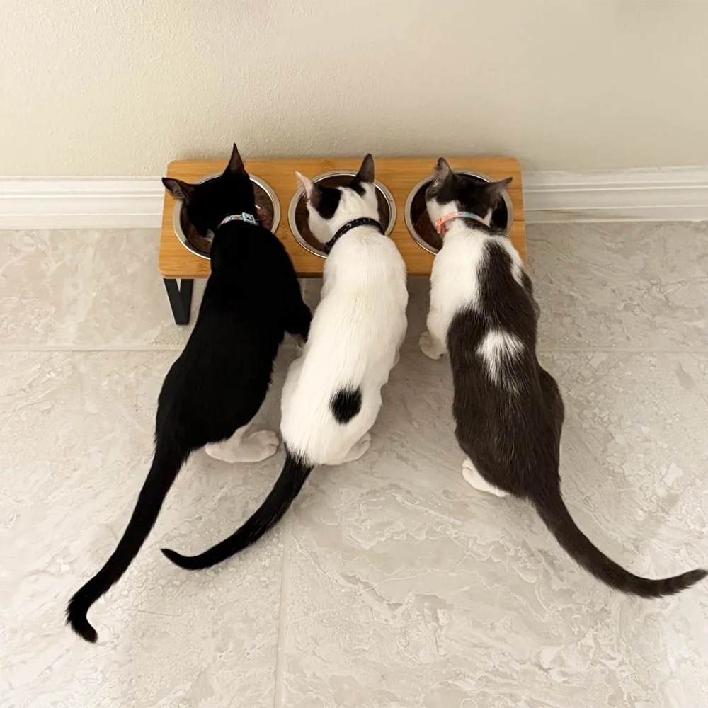 

15° tilt with 3 stainless steel bowls, cat bowl, anti-vomiting, bracket, heightened food bowl, suitable for cats and puppies