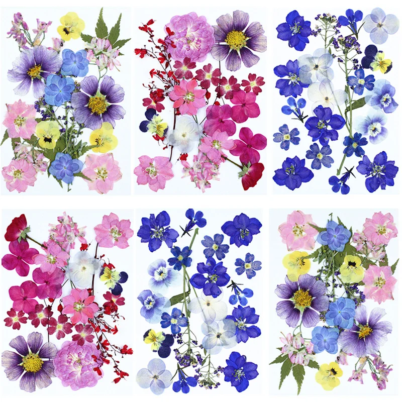 Natural Real Flower Pressed Flower Multi-Color Set Dried Flower Specimens Plant Specimens Pressed Flower Material Pack Real Flower Specimens Children's Handmade Stickers Fan Frame Flowers