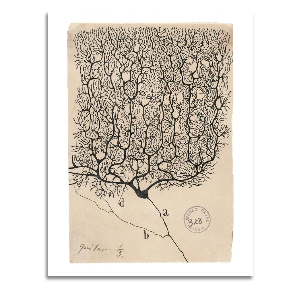 لوحة سانتياغو رامون Y Cajal Purkinje رسم خلية الدماغ قماش اللوحة 1899 خمر ديكور المنزل جدار الطباعة #3