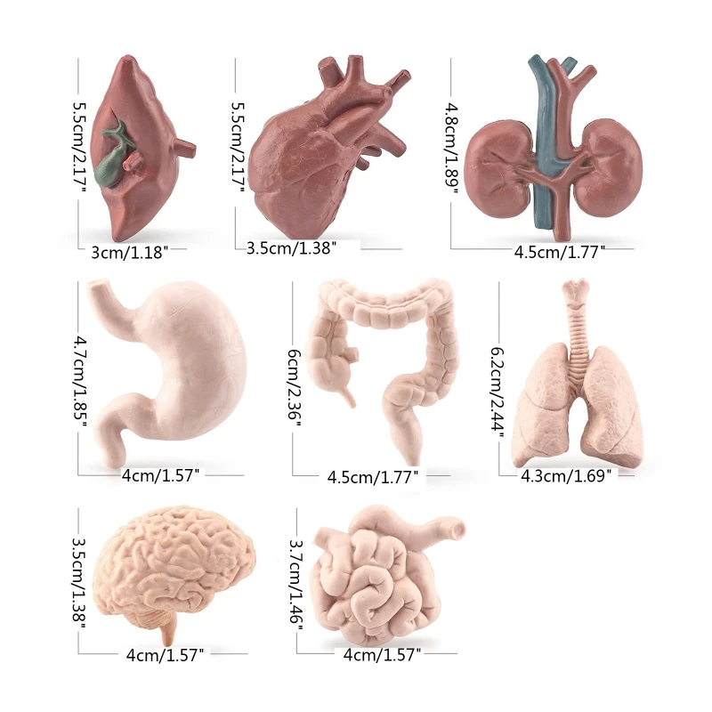 órgão anatomia montessori com fígado, cérebro, coração, biologia, modelo corpo humano