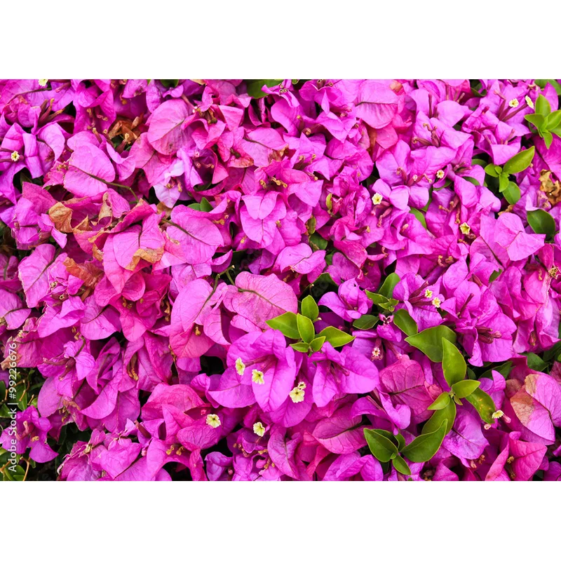 Vinyl Photography Backdrops Prop Flower Wall Wedding Valentine's Day Theme Photo Studio Background Props 211223 HHQQ-02