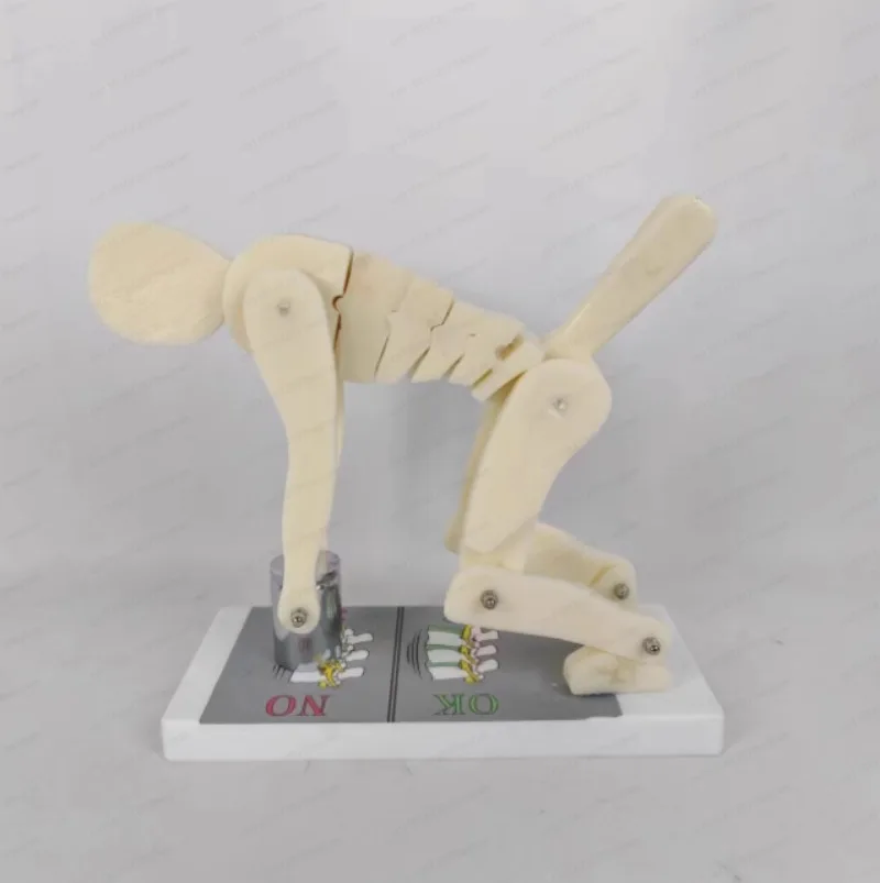 Fo Human body bending weightlifting spinal force demonstration model correct posture demonstration lumbar spine