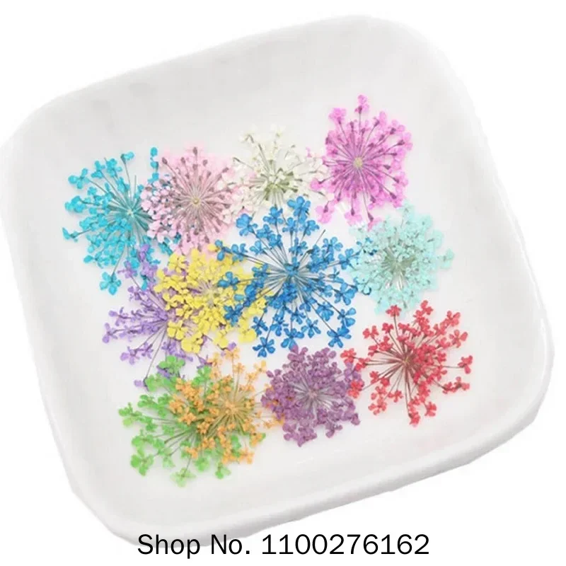 60pcs Pressed Dried Ammi Majus Flowers Plant Herbarium For Jewelry Postcard Invitation Card Phone Case Bookmark Craft DIY