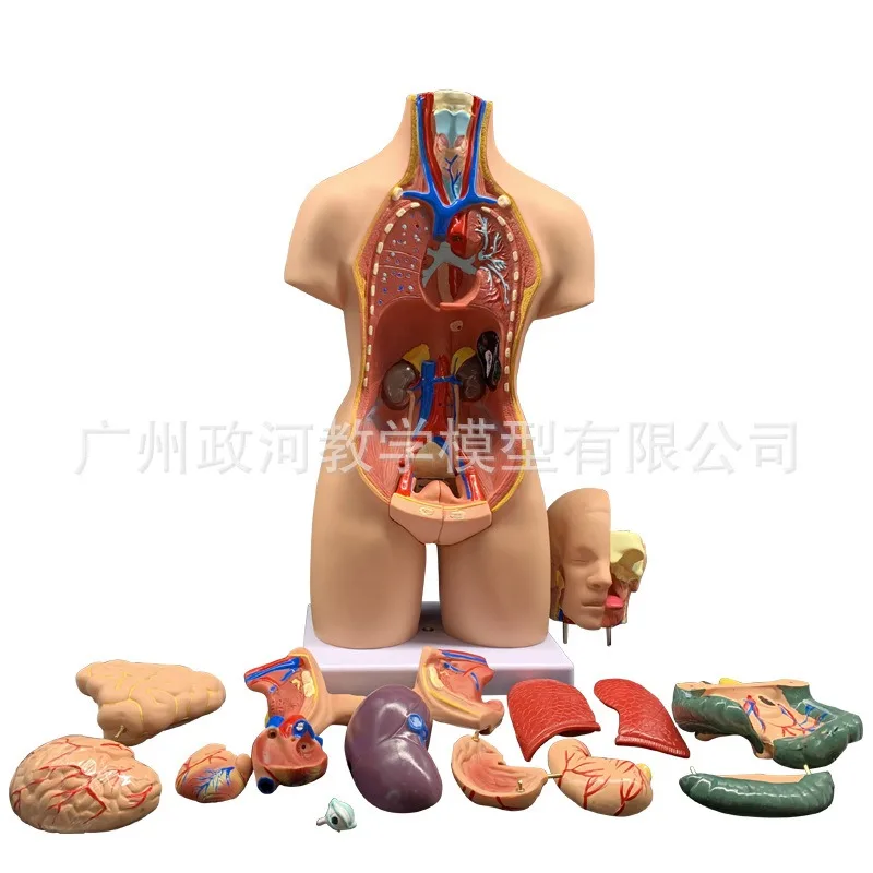 19parts 55cm Human Torso Model Assembled Medical Heart Lung Liver stomach Anatomy Body Bisexual Anatomical Science Educational