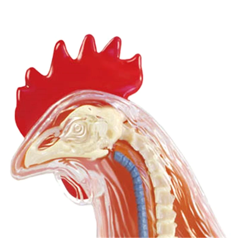 Red And White Chicken 4D Master Puzzle Assembling Toy Animal Biology Organ Anatomical Teaching Model Anatomy